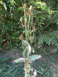 Image result for Dipsacus pinnatifidus