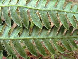 Image result for Pteridium aquilinum