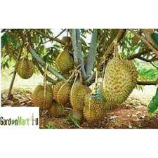 We did not find results for: Gnc Musang King Durian D197 Fruit Tree Anak Buah Pokok Durian Musang King çŒ«å±±çŽ‹ æžœçŽ‹æ¦´èŽ² Gardenmart4u Com