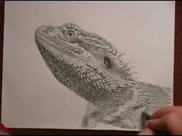 For over 21 years community bridging. Bearded Dragon Speed Drawing Youtube