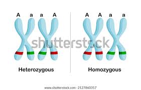 Image result for Homozeugos