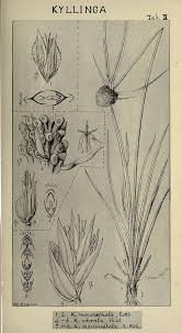 Image result for Kyllinga odorata