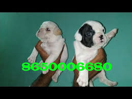 Maybe you would like to learn more about one of these? Pet Care French Bulldog Puppy For Sale In Chandigarh Dehradun Delhi Noida Gorakhpur 8650006680 Youtube
