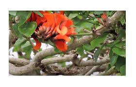Image result for Erythrina livingstoniana