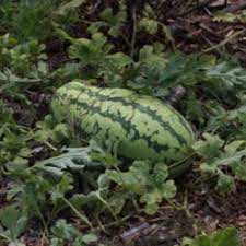 So even within the melon family you have limited cross pollination. The Facts Of Life About Melons And Squash Garden Org