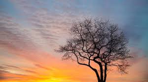 Image result for trees