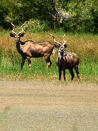 Pin By Julapi On Animalzy Animals Kudu Wildlife