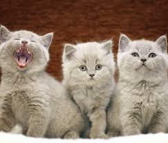 However, we invite you to a slightly more serious subject! Amazing Facts About Cats And Kittens