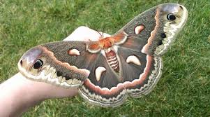Image result for Cecropia