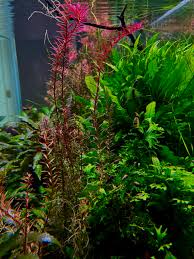 Image result for Rotala capensis