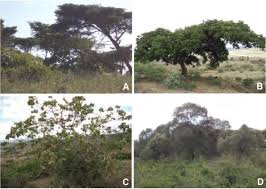 Image result for Harpachne schimperi