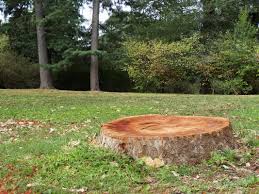 Maybe you would like to learn more about one of these? Tree Service Tree Trimming Santa Clarita Ca Affordable