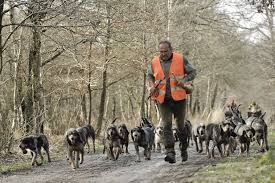 Selon les historiens de la chasse, il est un depuis, le basset bleu de gascogne, bien qu'il soit devenu plus connu, a conservé son statut de chien méconnu, surtout dans la région sud. Griffon Bleu De Gascogne Der Blaue Franzose Wild Und Hund