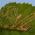Image result for Stigmella confusella