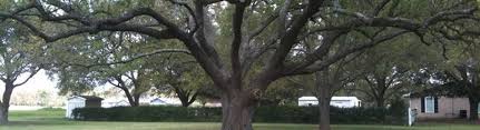 From stump grinding to tree pruning, we do it all. Jim S Tree Service Kaplan La Alignable