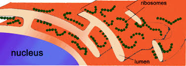 Maybe you would like to learn more about one of these? Difference Between Rough And Smooth Endoplasmic Reticulum