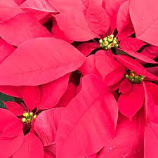 Why Poinsettias At Christmas Is Is Because Of A Legend Or Great Pr By A Poinsettia Grower According To Wikipedia Paul Ecke Sent Growers Poinsettia Christmas