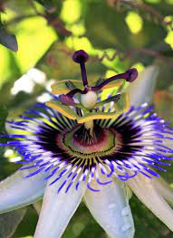 The Passion Flower Its My Favorite Of All Flowers Mostly Because It Looks Like It Came Right Out Of Dr Passion Flower Planting Flowers Purple Passion Flower