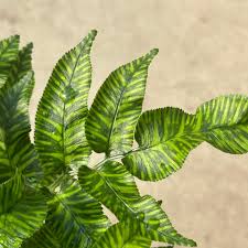 Image result for Coniogramme