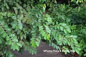 Image result for Chrysophyllum