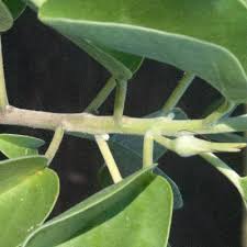 Image result for Ipomoea adenioides