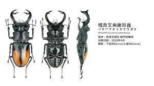 107 0308 翰哥的甲蟲三視圖之鍬形蟲 蟲之森 痞客邦 in 2021 beetle insect movie posters beetle