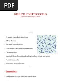 Image result for Group D Streptococcus