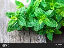 It is a native of europe and central asia, and is now cultivated in most temperate and subtropical regions all over the world. Fresh Mint Leaf Lemon Image Photo Free Trial Bigstock