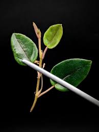 Image result for Begonia elaeagnifolia