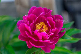 Pin On Flowers