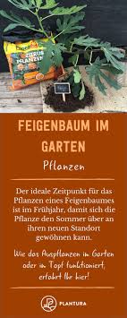 Feigenbaum Alles Was Man Zur Feige Im Garten Wissen Muss Feigenbaum Pflanzen Feigenbaum Pflanzen