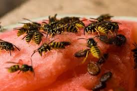Изучайте релизы wasp bomb на discogs. How To Get Rid Of A Wasp Nest Easily Safely Diy Pest Control