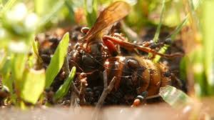 After you have your harvest of prickly pear fruit, the next step is to remove any of the remaining glochids. Wasps Sucking Juice Pear Stock Footage Video 100 Royalty Free 1016417152 Shutterstock