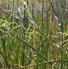 Image result for Persicaria hystricula