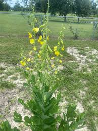 Image result for Crotalaria sphaerocarpa