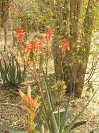 Image result for Aloe bicomitum