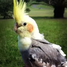 Pin On Birbs