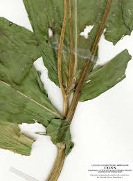 Image result for Guizotia