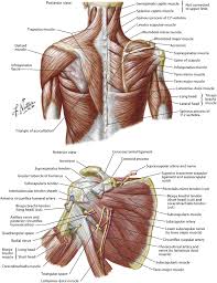 Muscles of the shoulder work in team to produce highly coordinated motion. Evaluation And Treatment Of Shoulder Pain Medical Clinics