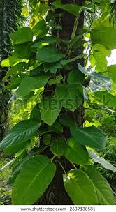 Image result for Polhillides velutina