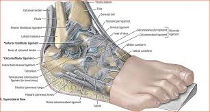 Ankle ligament sprains are graded according to severity (table ii). Lateral Ankle Sprain Treatment Rehab Strategies