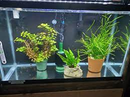 To comprehend aquarium substrates and how they affect freshwater plants you first need to know your material. Adding Potted Plants To Your Aquarium Odin Aquatics