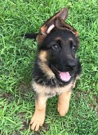If you are unable to find your german shepherd dog puppy in our puppy for sale or dog for sale sections, please consider looking thru thousands of german shepherd dog dogs for adoption. German Shepherd Puppies For Sale Phoenix Az 303967