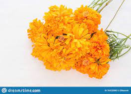 Estos son sus beneficios que debes de tomar en cuenta. Flor De Cempasuchil Mexikanische Blumen Am Tag Des Toten Mexico Stockbild Bild Von Frisch Feier 154125063