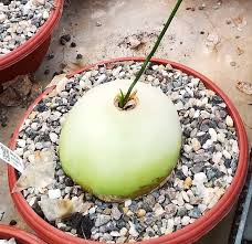 Image result for Bowiea volubilis