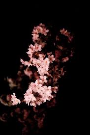 Black And White Cherry Blossoms Wallpaper 