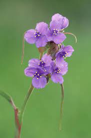 Purple perennial flowers come in different heights. 25 Best Shade Perennials Perennial Flowers For Shade