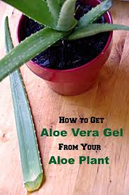 How To Get Aloe Vera Gel From Your Aloe Plant Aloe Vera Plant Aloe Plant Aloe Vera