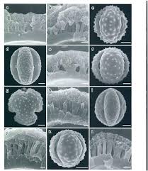 Image result for Pasaccardoa grantii