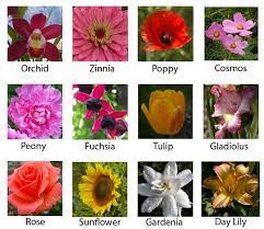 We did not find results for: Most Popular Flowers Most Popular Flowers Most Beautiful Flowers Day Lilies